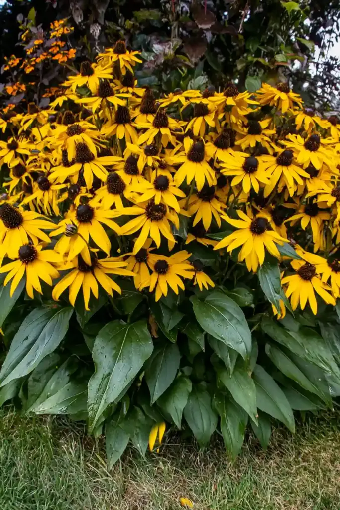 1. Black-Eyed Susan (Rudbeckia hirta)