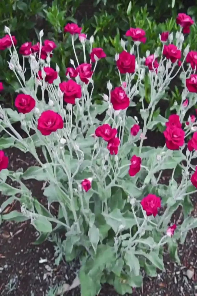 4. Rose Campion (Lychnis coronaria)