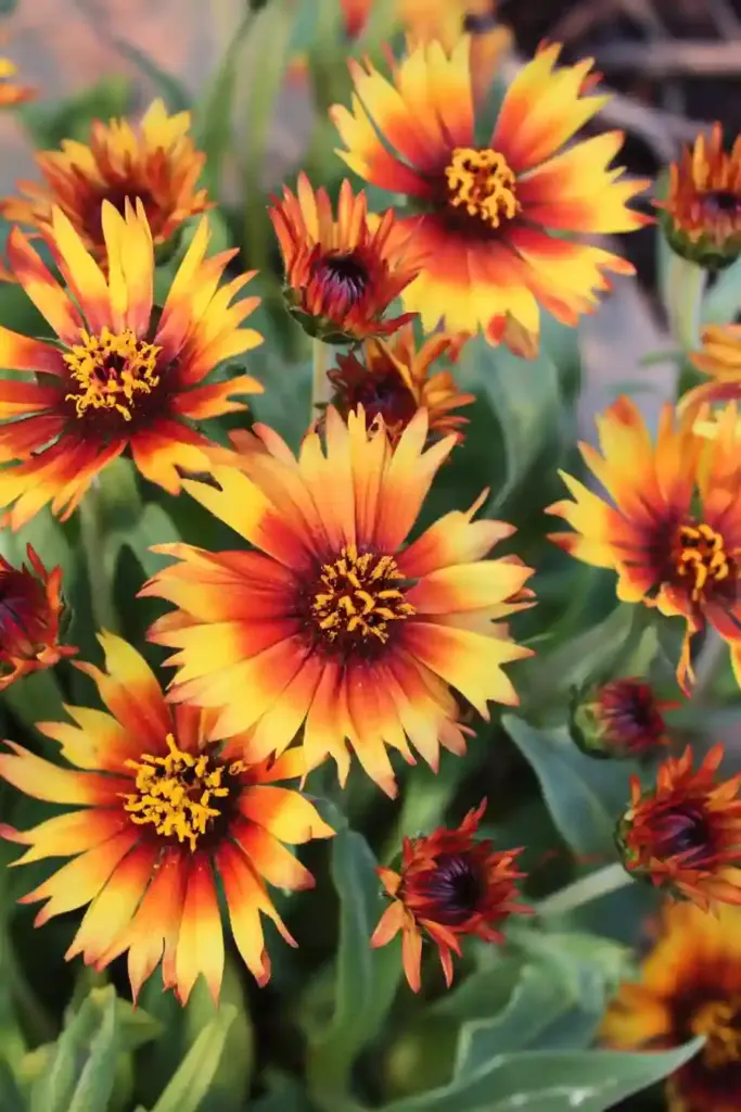 3. Blanket Flower (Gaillardia)