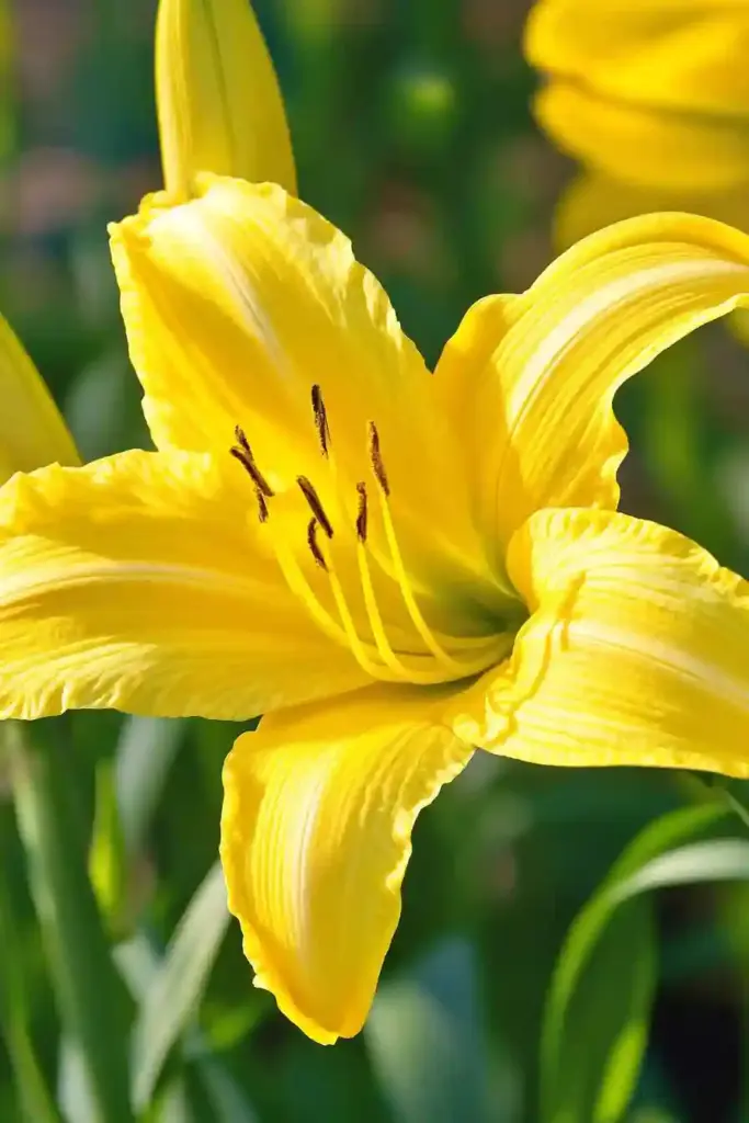 7. Daylily (Hemerocallis)