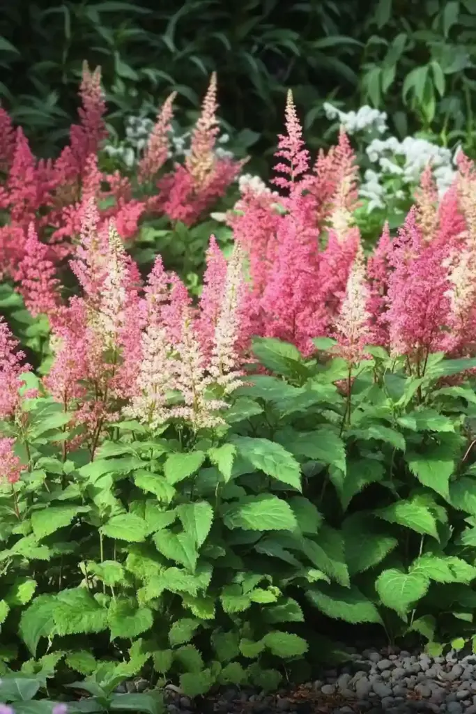 9. Hybrid Astilbe