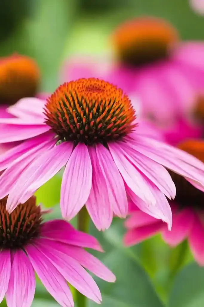 1. Coneflower (Echinacea)