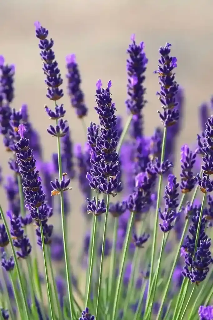 3. Lavender