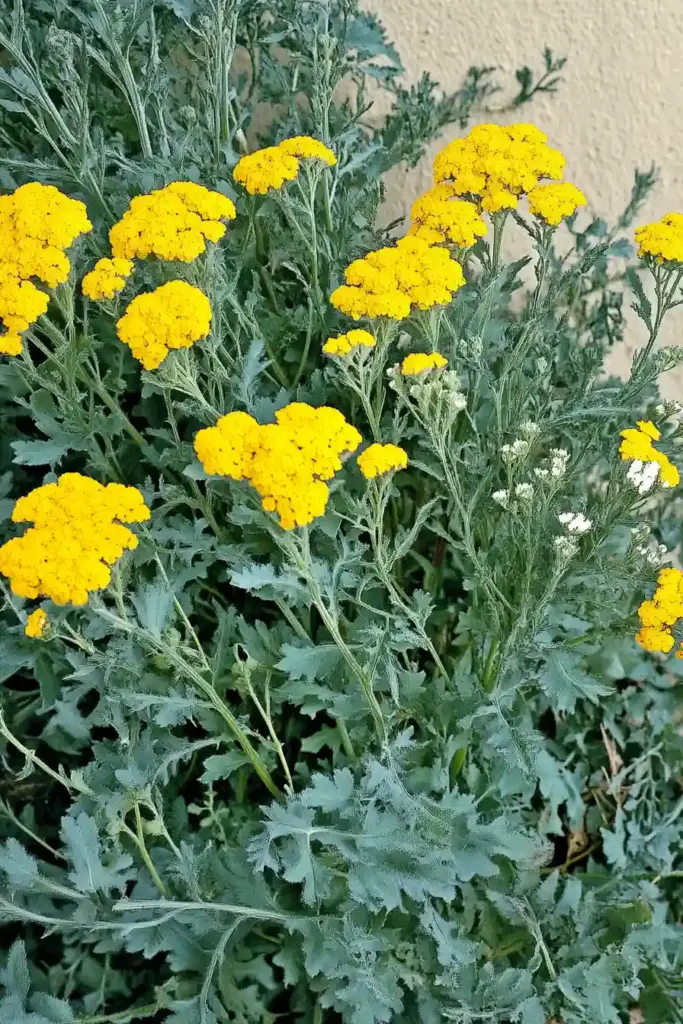 18. Yarrow (Achillea)