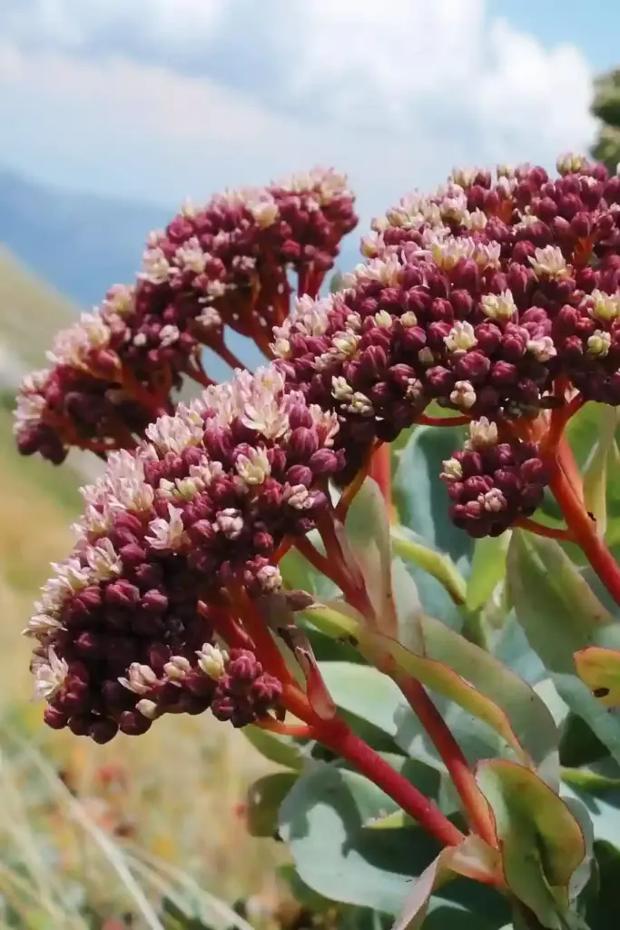 6. Sedum (Autumn Joy)