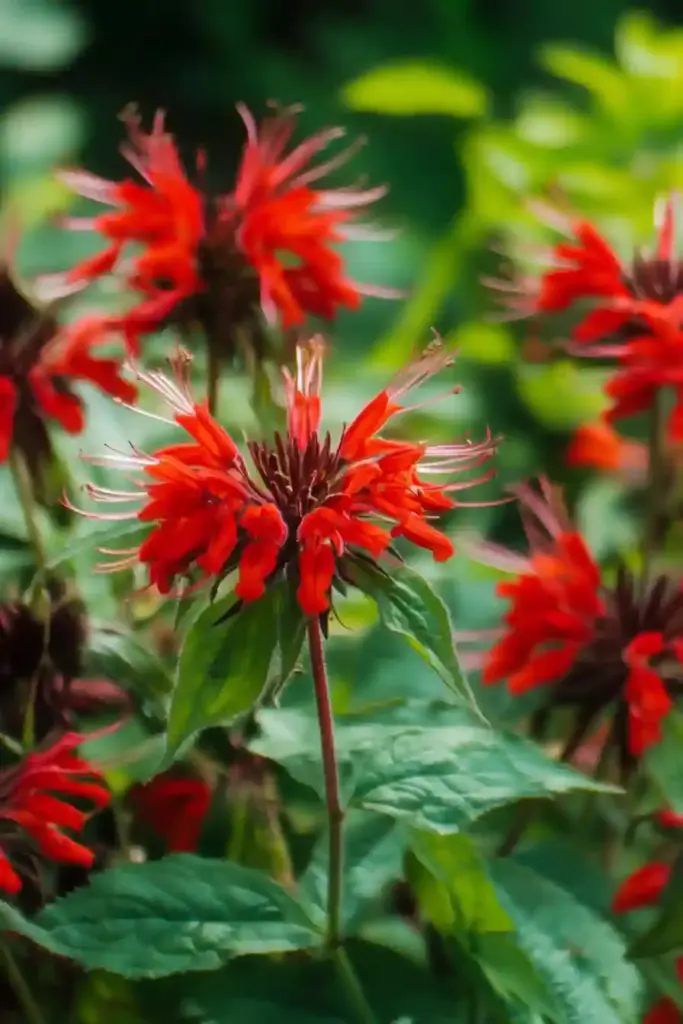 5. Bee Balm (Monarda)
