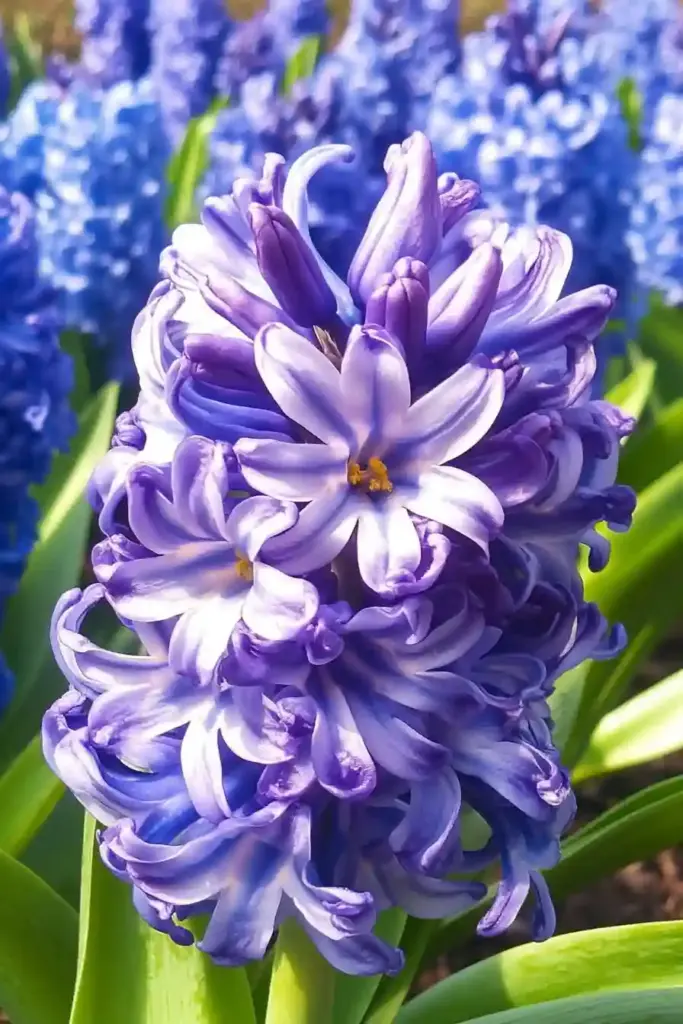 29. Hyacinth