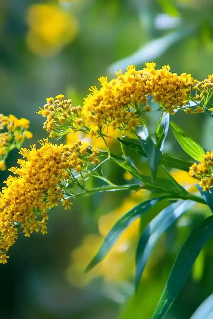 28. Goldenrod (Solidago)