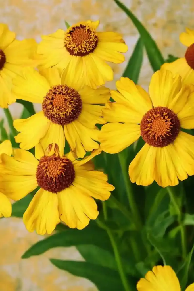Sneezeweed