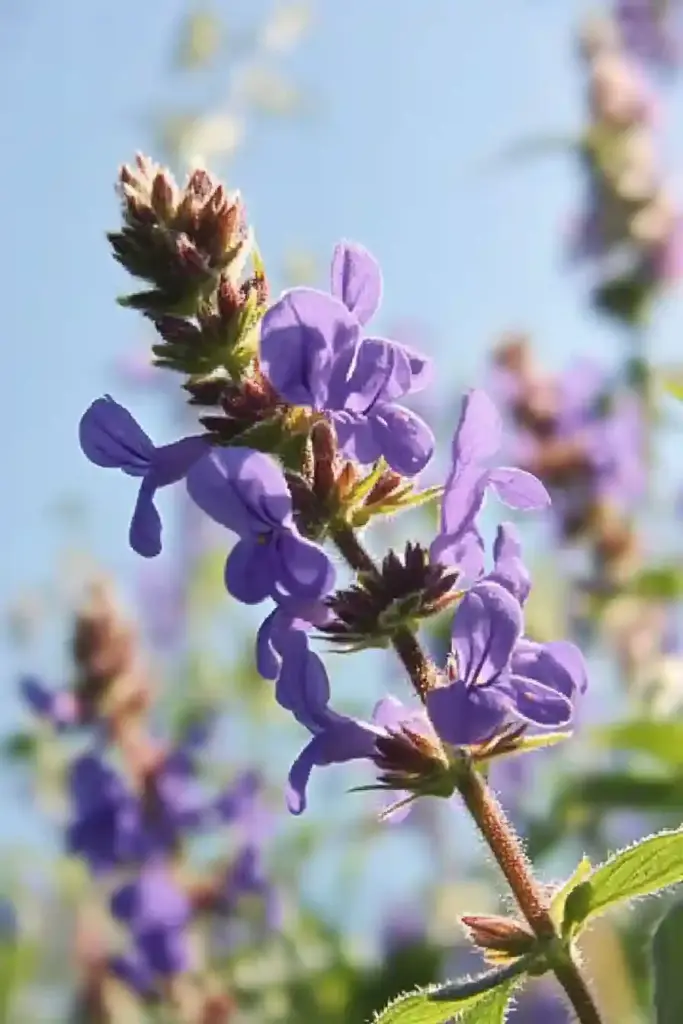21. Catmint (Nepeta)