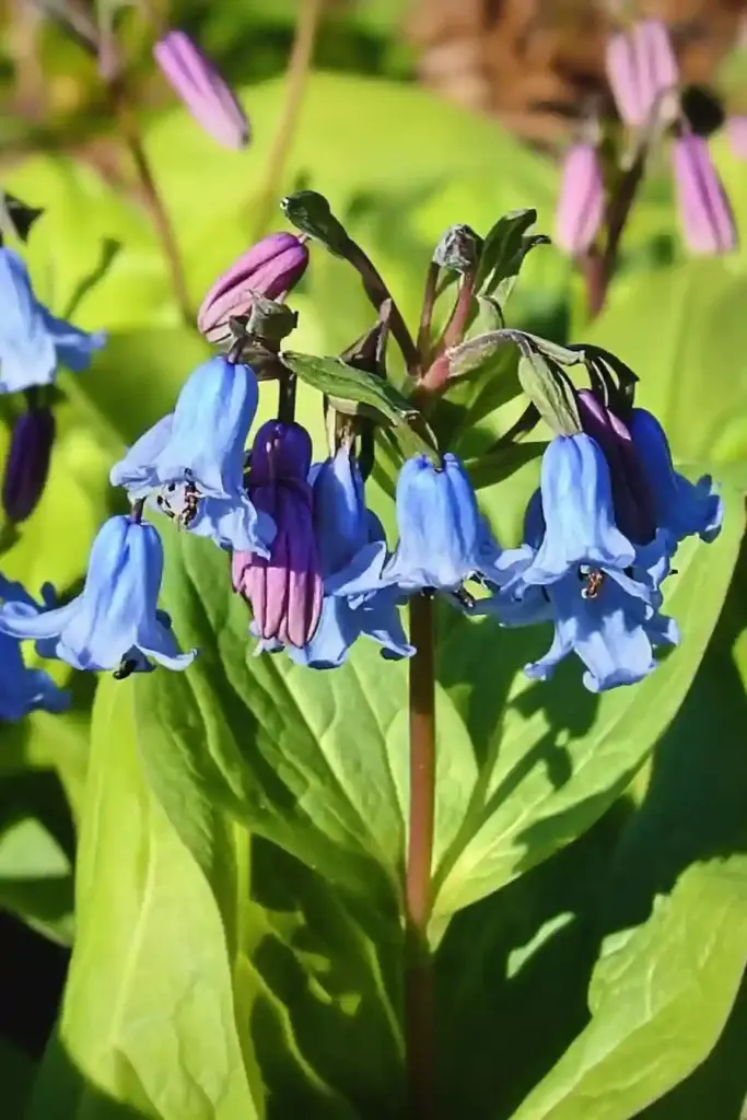 11. Virginia Bluebells