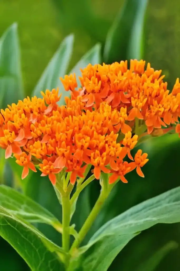 16. Butterfly Weed (Asclepias tuberosa)