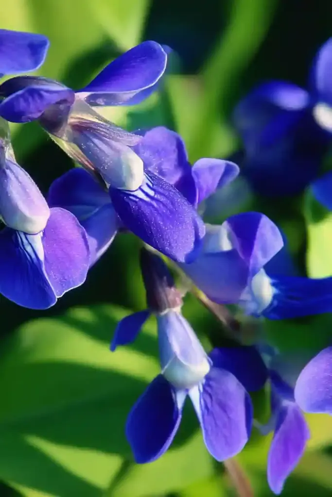23. False Indigo (Baptisia)