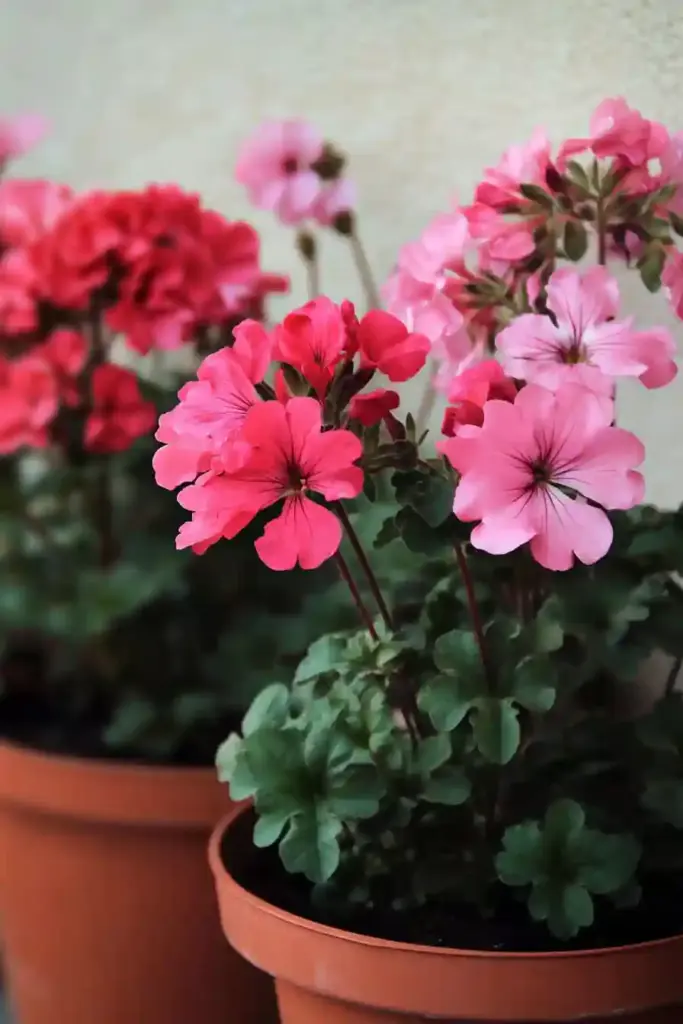 25. Geranium (Cranesbill)