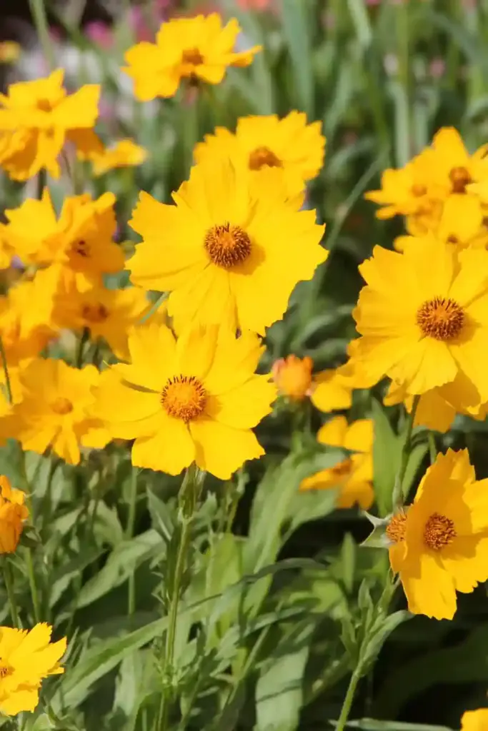 20. Tickseed (Coreopsis)