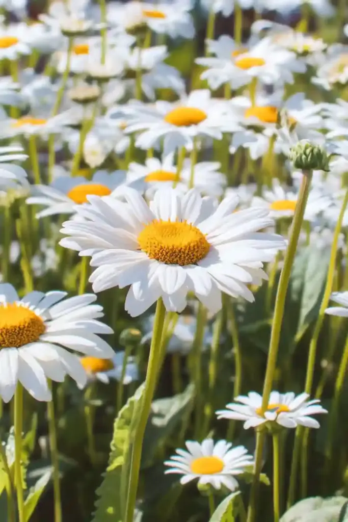 27. Shasta Daisy (Leucanthemum x superbum)
