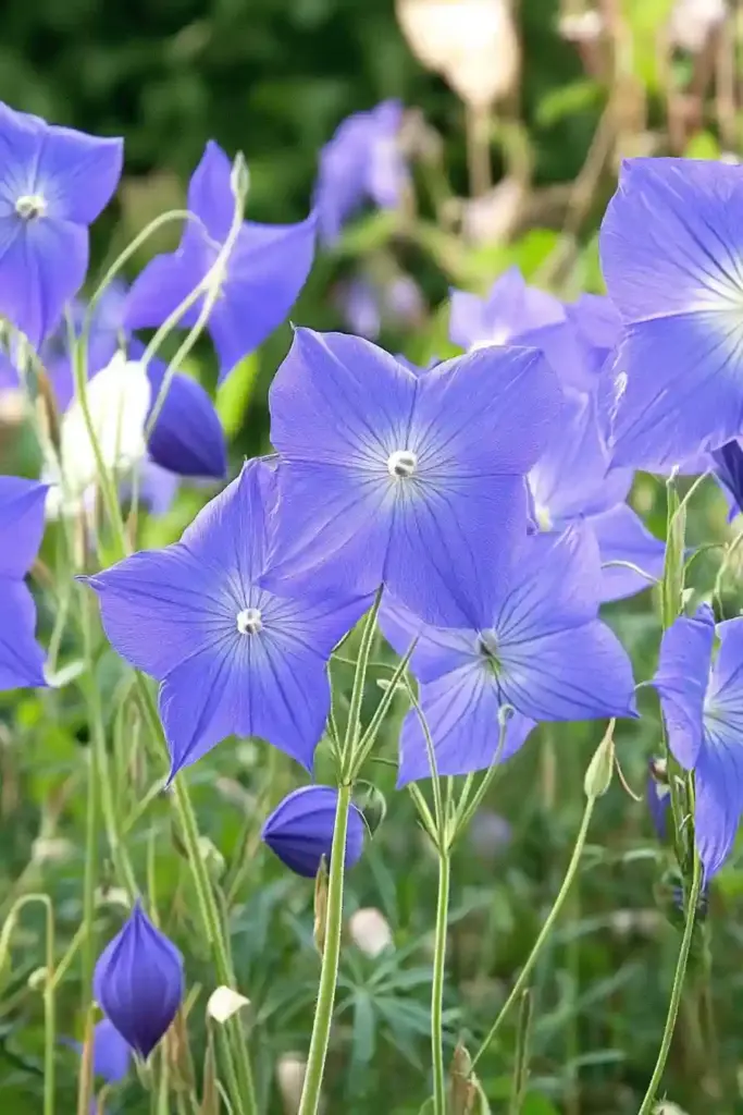 13. Balloon Flower (Platycodon)