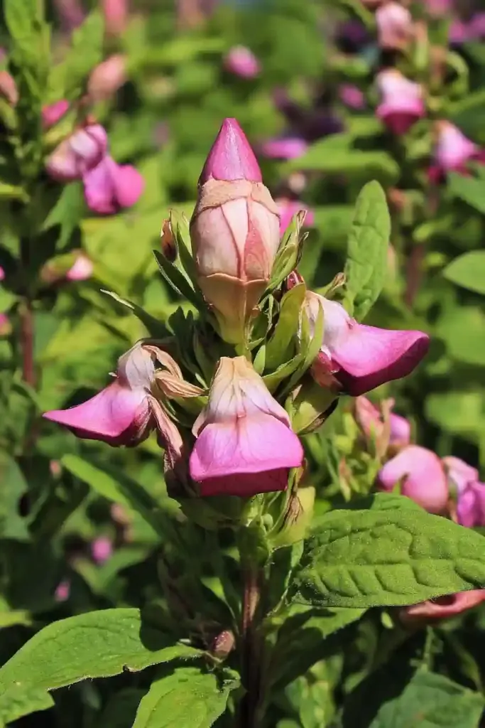 10. Turtlehead (Chelone)