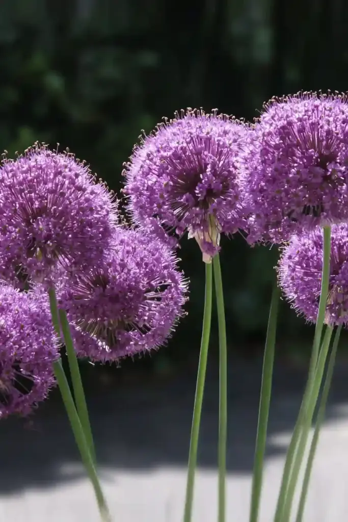 Alliums
