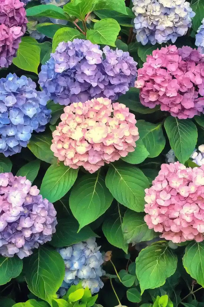 32. Hydrangea