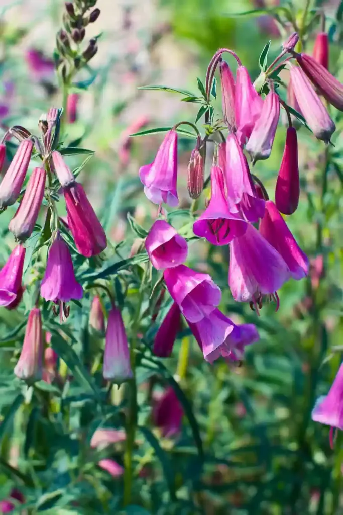 22. Penstemon