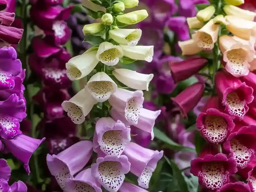 15. Foxglove (Digitalis)
