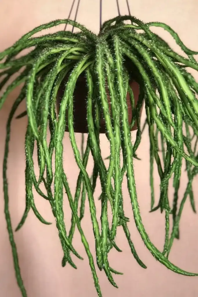 Rhipsalis Cactus