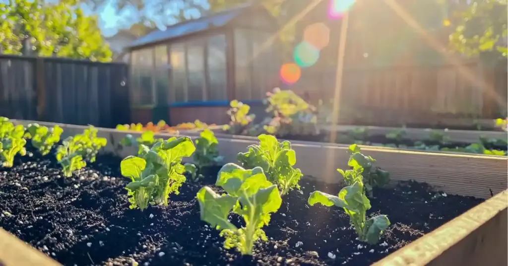 Using Poor or Nutrient-Lacking Soil