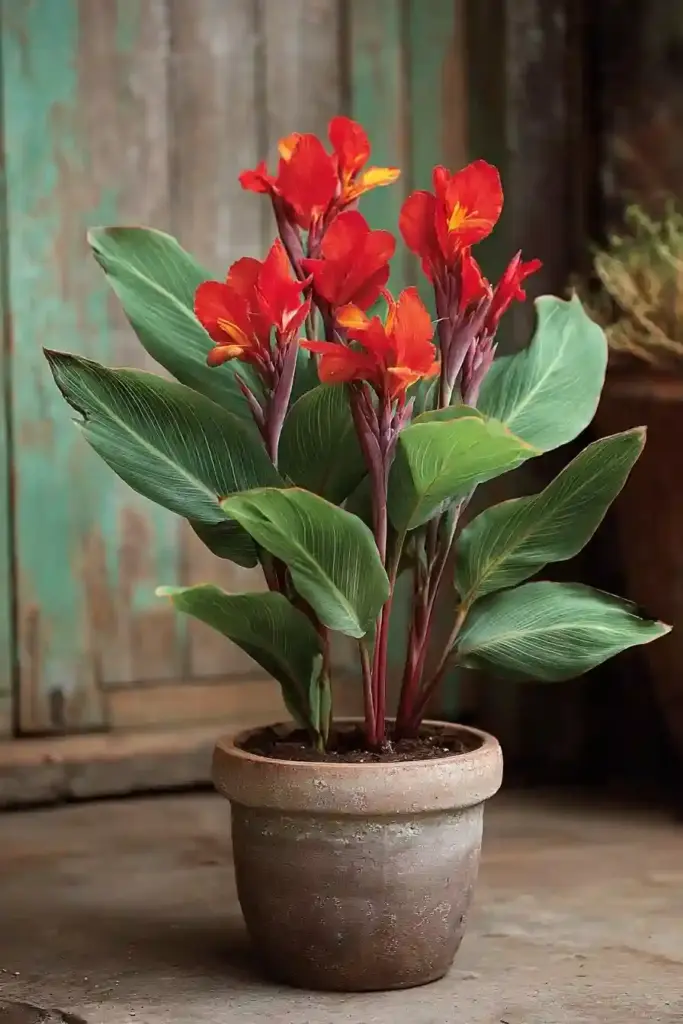 Cannas