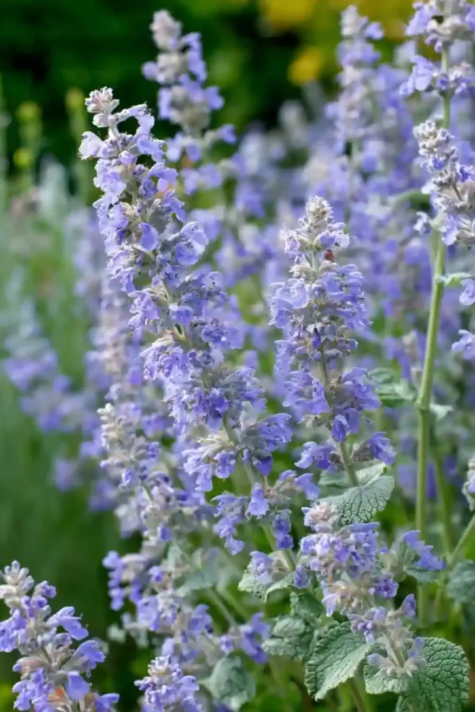 Catmint (Nepeta)