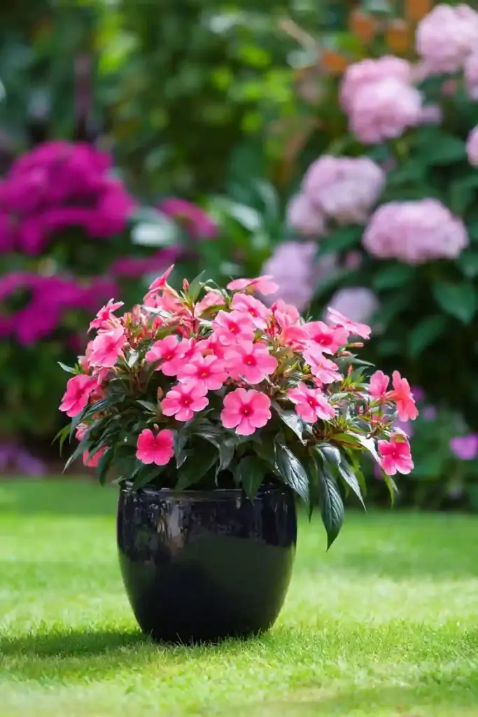SunPatiens