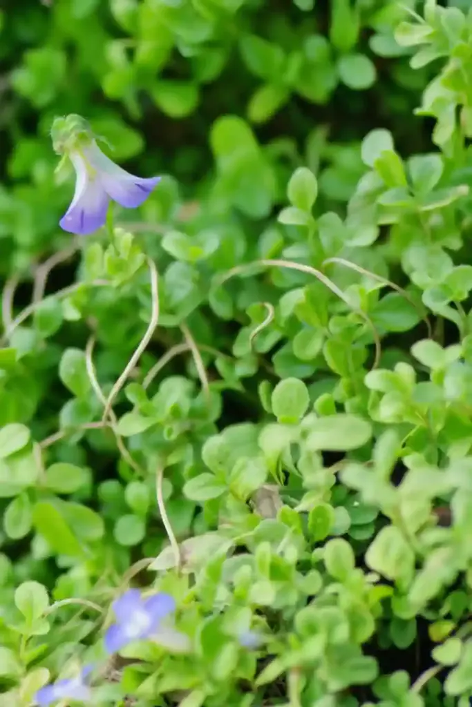 🌼 6. Mazus – Soft, Spreading, and Perfect for Moist Areas