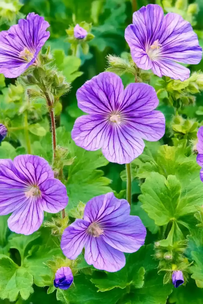 🌸 4. Cranesbill (Hardy Geranium) – Elegant and Effortless