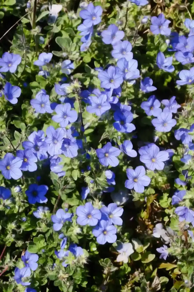 💙 9. Creeping Speedwell – Low-Growing Color for Sun or Shade