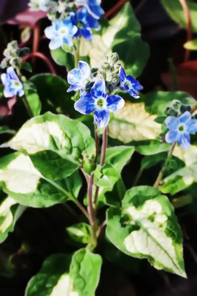 🌿 8. Siberian Bugloss – Elegant Shade-Lover That Fights Weeds