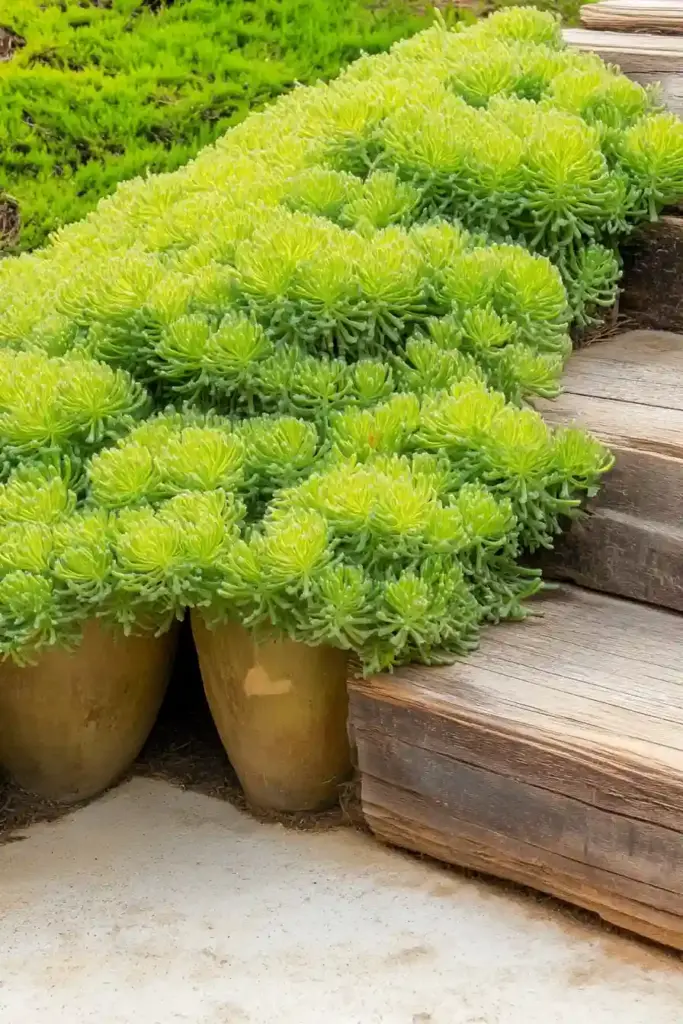 ☀️ 3. Stonecrop (Sedum) – Drought-Tolerant and Weed-Smothering