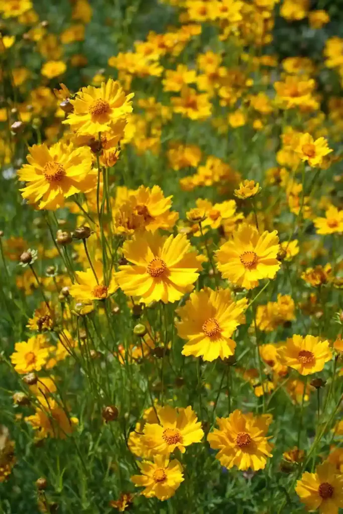 Coreopsis (Tickseed)