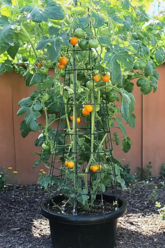 9. Tomato Cage Trellis