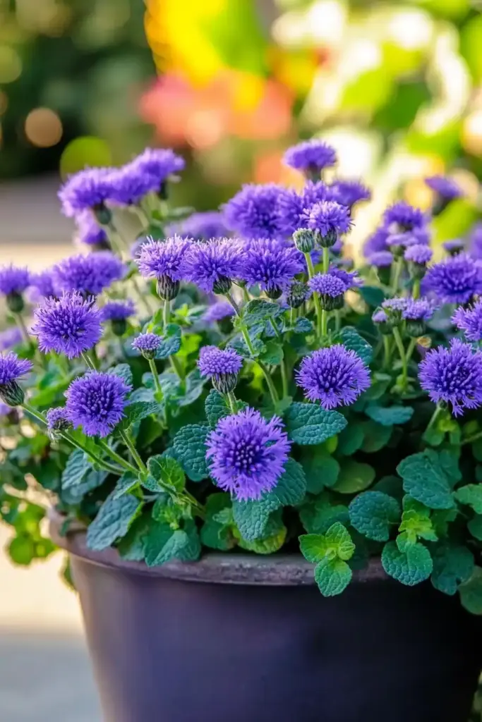 Ageratum