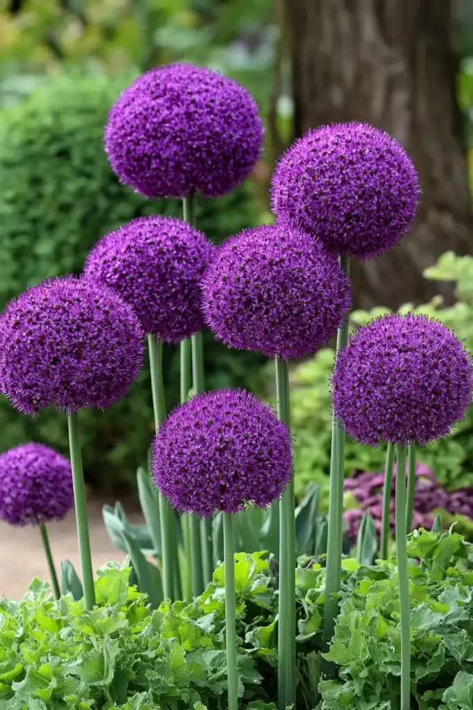 Allium