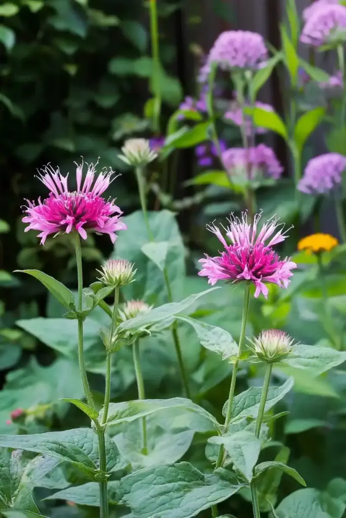 Bee Balm
