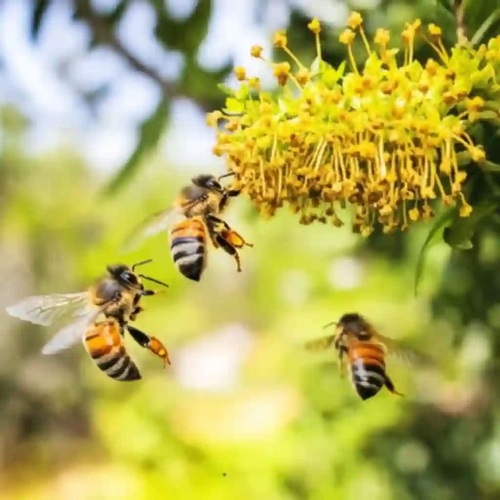 Bees Pollinate and Maintain Garden Health