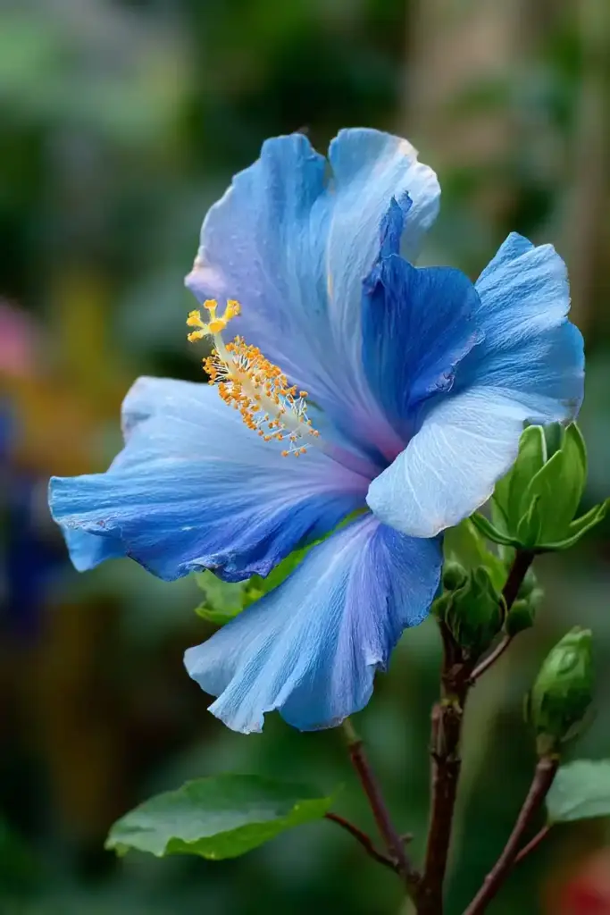 Red Hibiscus