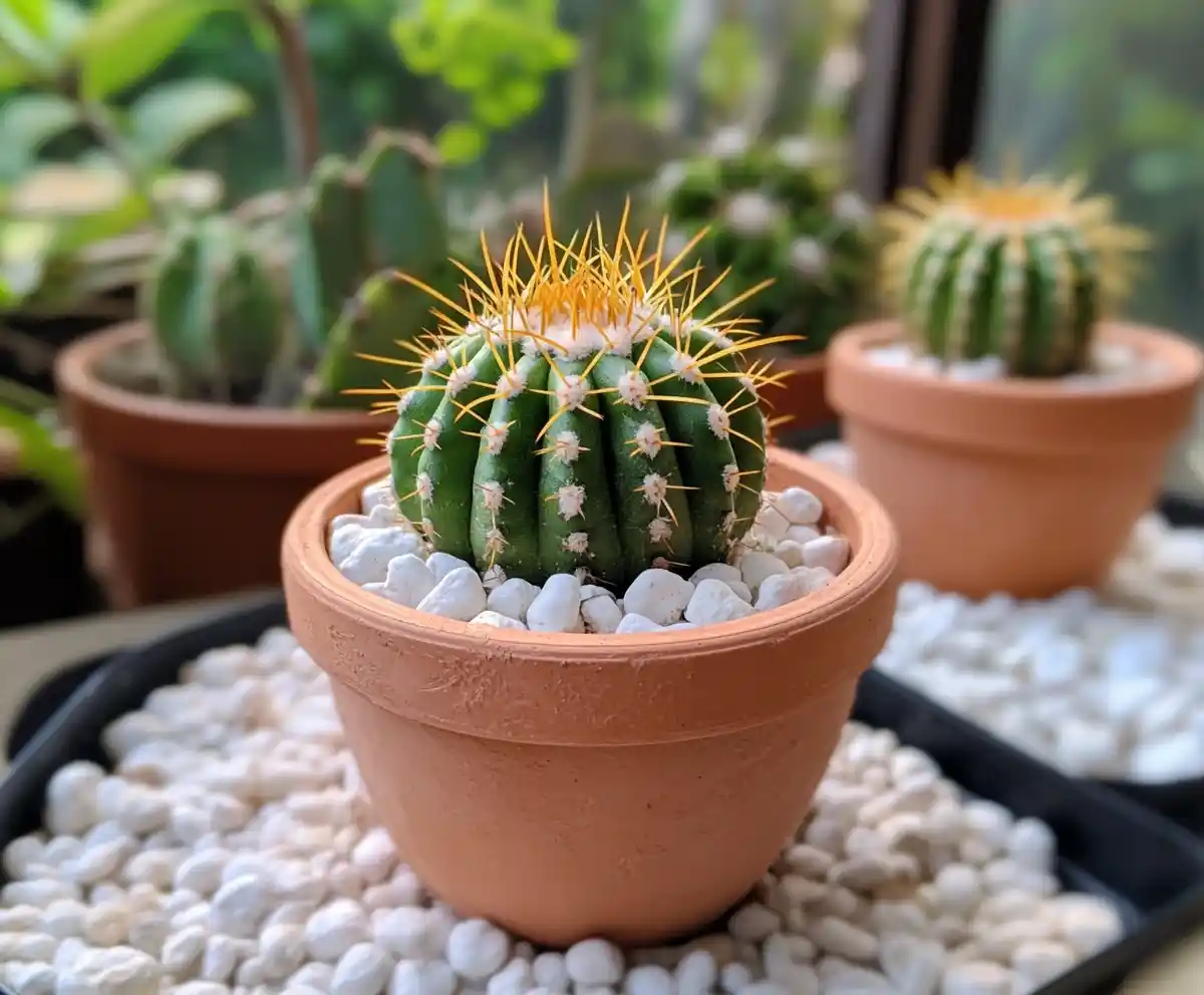 Cactus