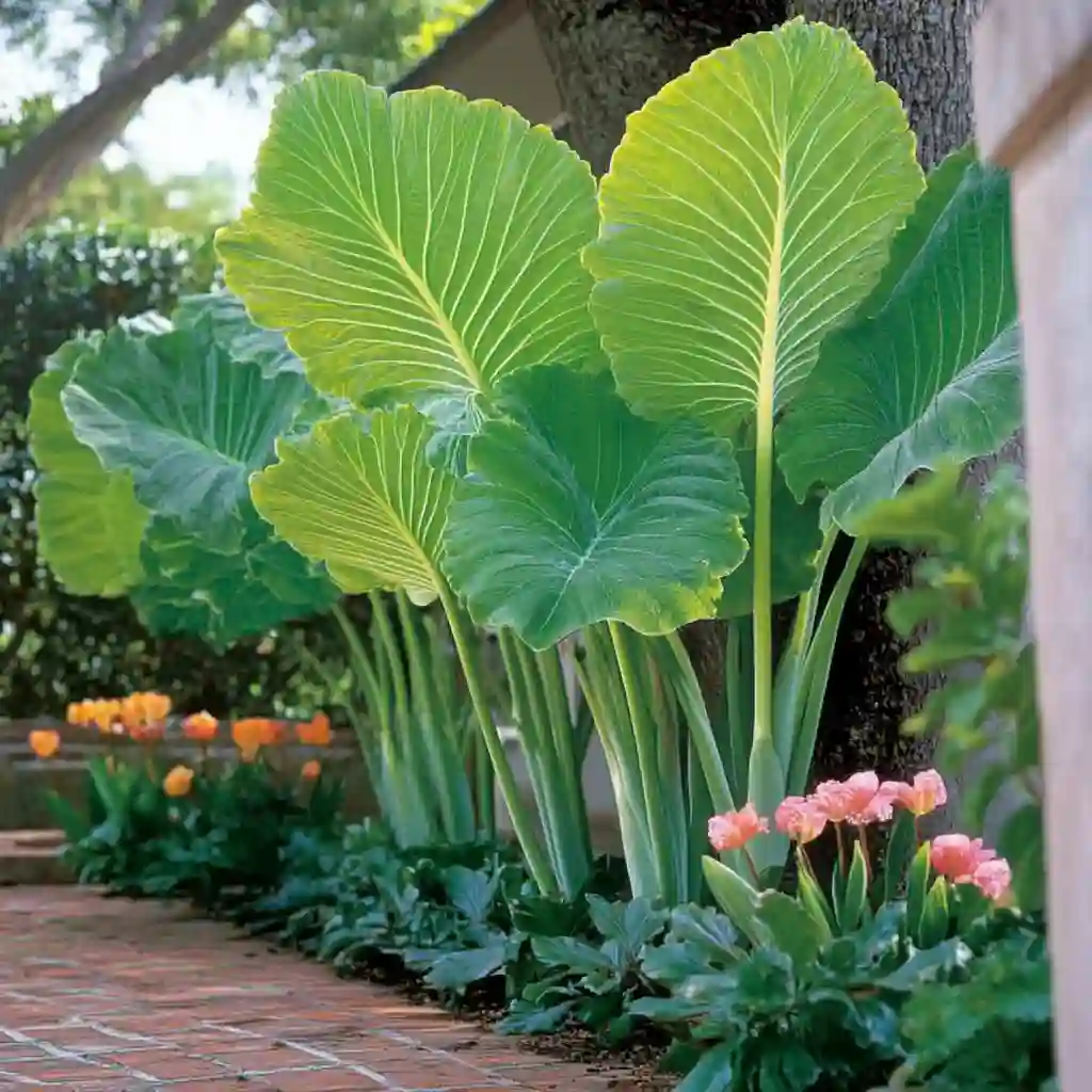 Growing spring bulbs in warm climates (1) Growing spring bulbs in warm climates