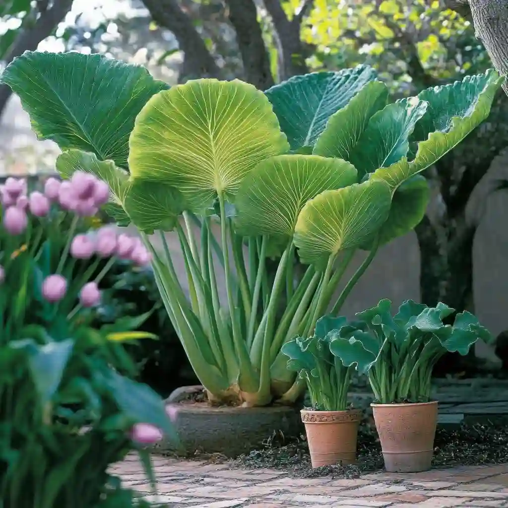 Growing spring bulbs in warm climates