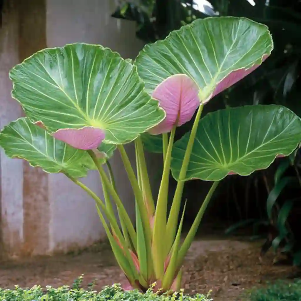 Growing spring bulbs in warm climates