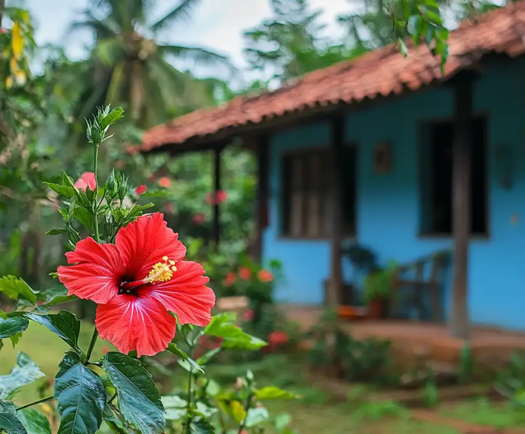 🌞 Hibiscus Care Basics