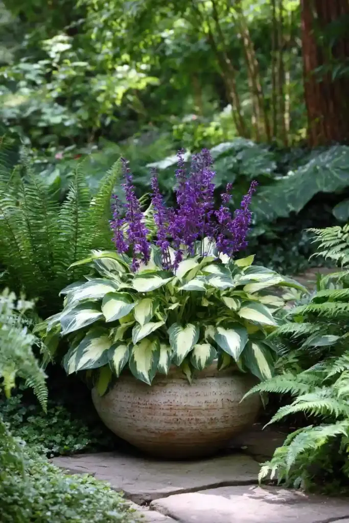 Hostas