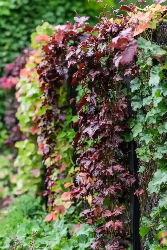 Watering: Moderate Moisture Once Established